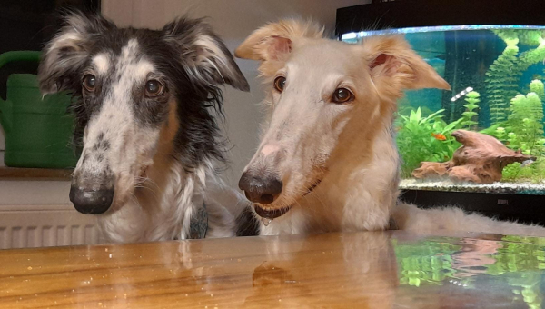 Barsoi-Hündin: Lisa