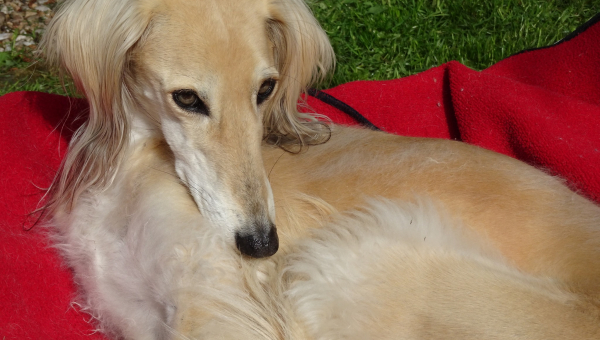 Saluki-Hündin: GHALIA