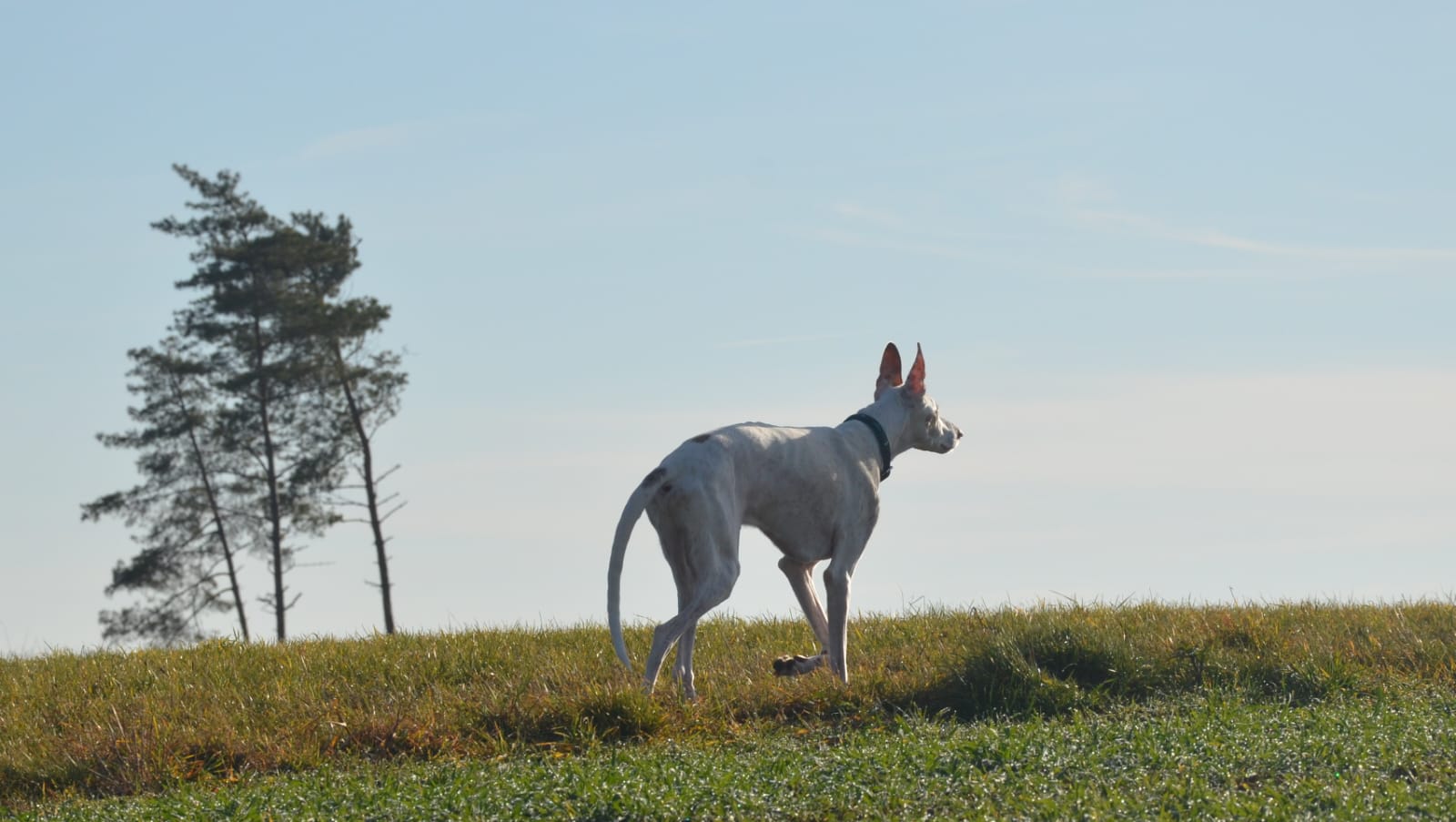 Podenco-Rüde: Araco