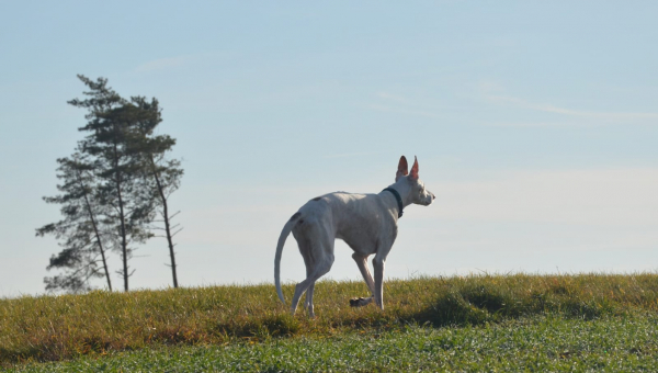 Podenco-Rüde: Araco
