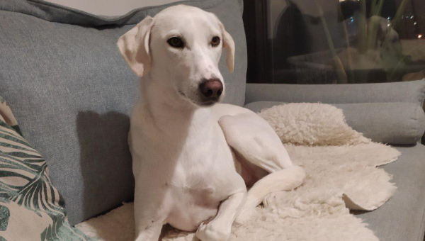 Israelischer Wüstenprinz