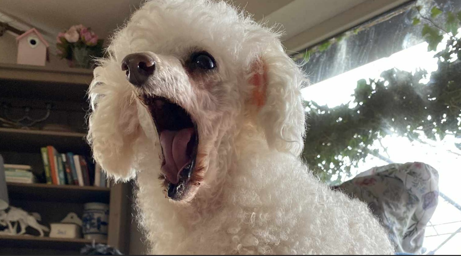 Pudel-Rüde: Schurik