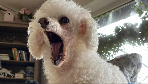 Die kleine Tütü hat tolle Neuigkeiten zu verkünden: