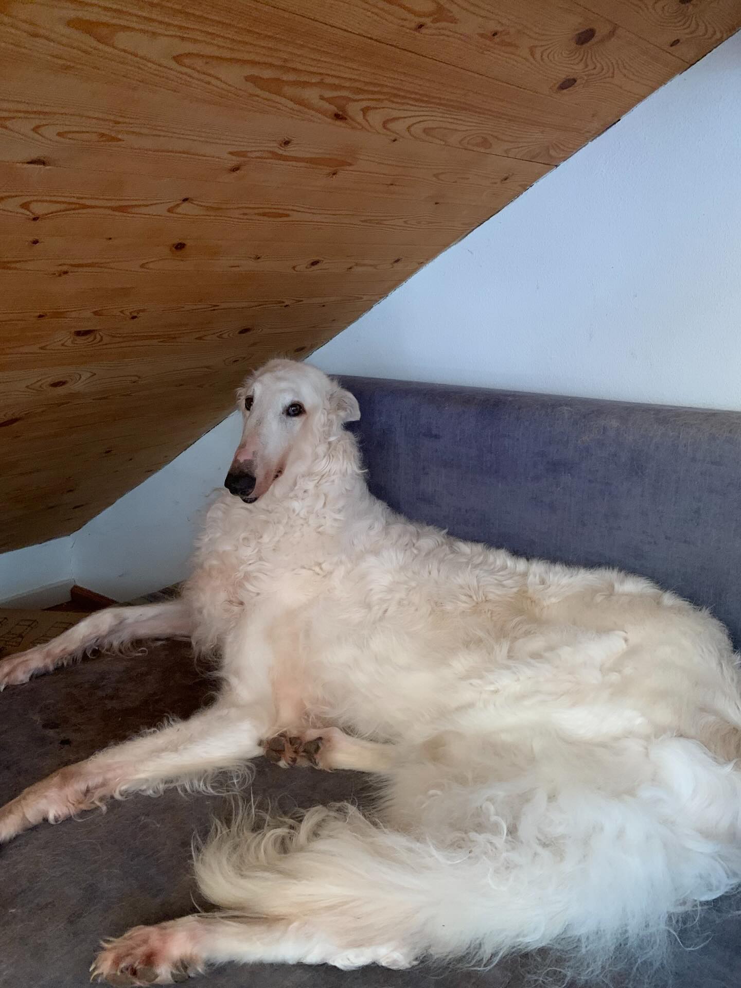 Barsoi-Rüde: Julien