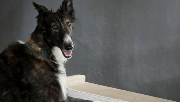 Barsoi-Hündin: Helena