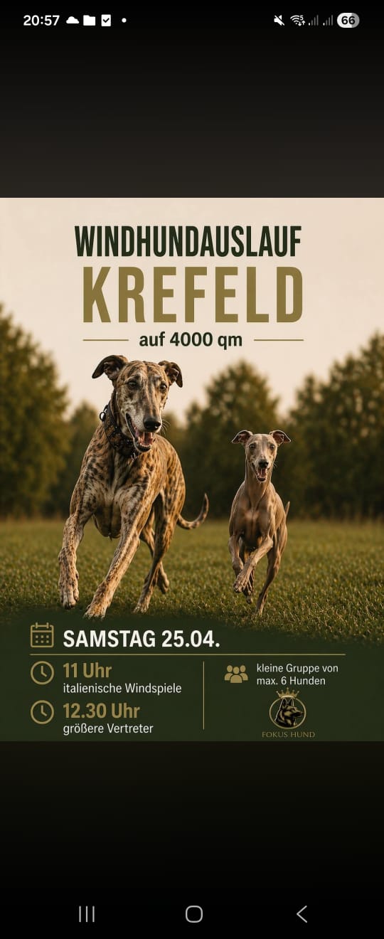 Windhundauslauf in Krefeld
