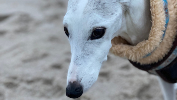 Whippet-Rüde: JANOSCH