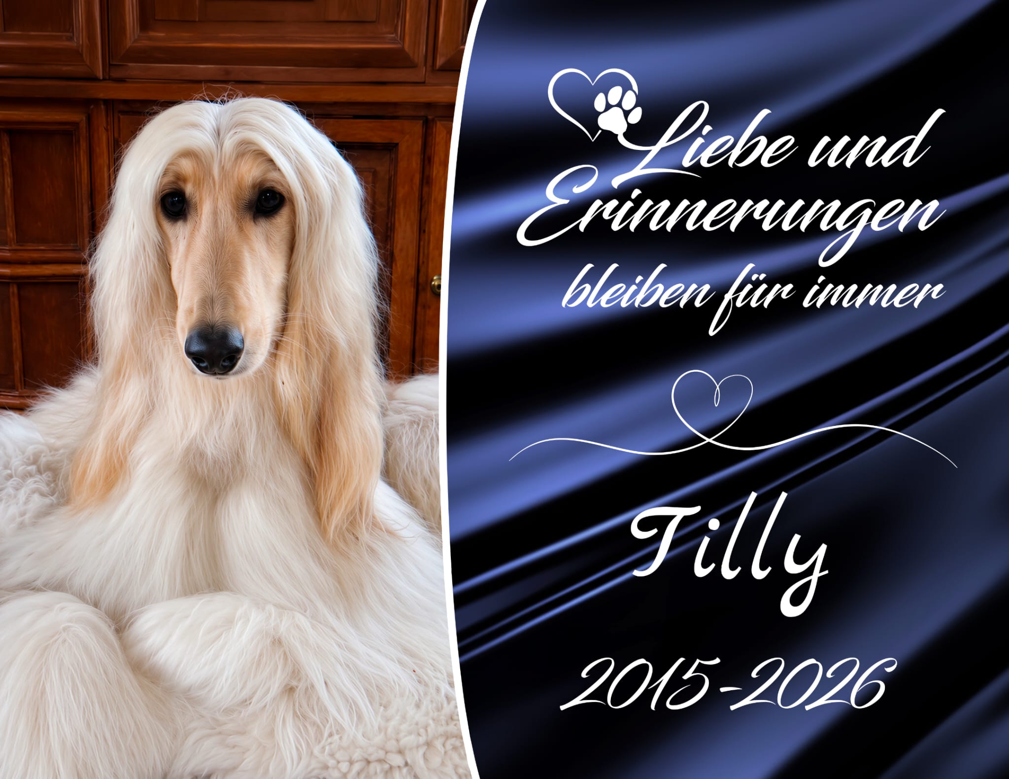 Afghanen-Hündin: Tilly 