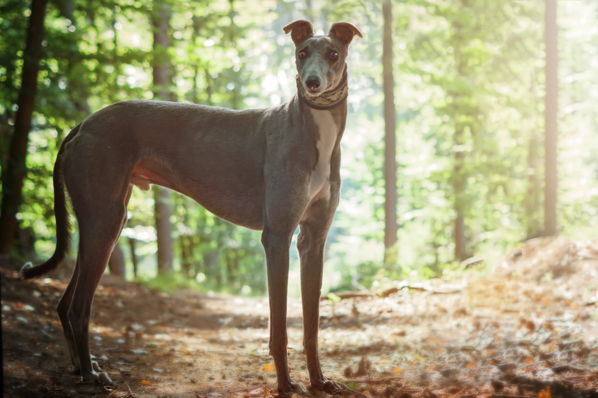 Greyhound-Rüde: LEO