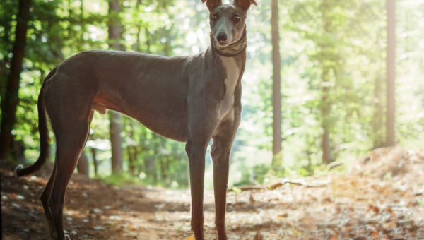 Greyhound-Rüde: LEO