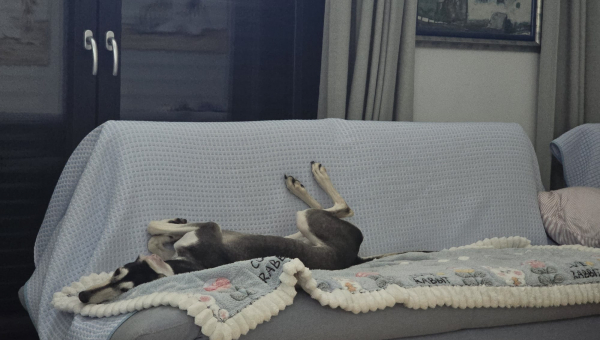 Saluki-Hündin: Flummi