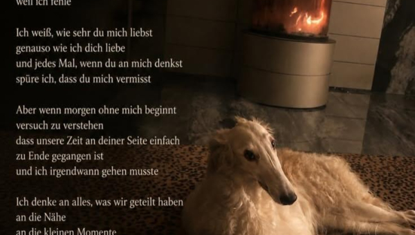 Barsoi-Hündin: AMY