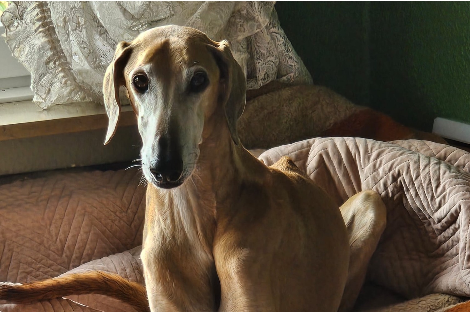 Saluki-Rüde: Azeel
