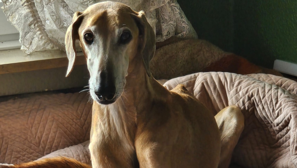 Saluki-Rüde: Azeel