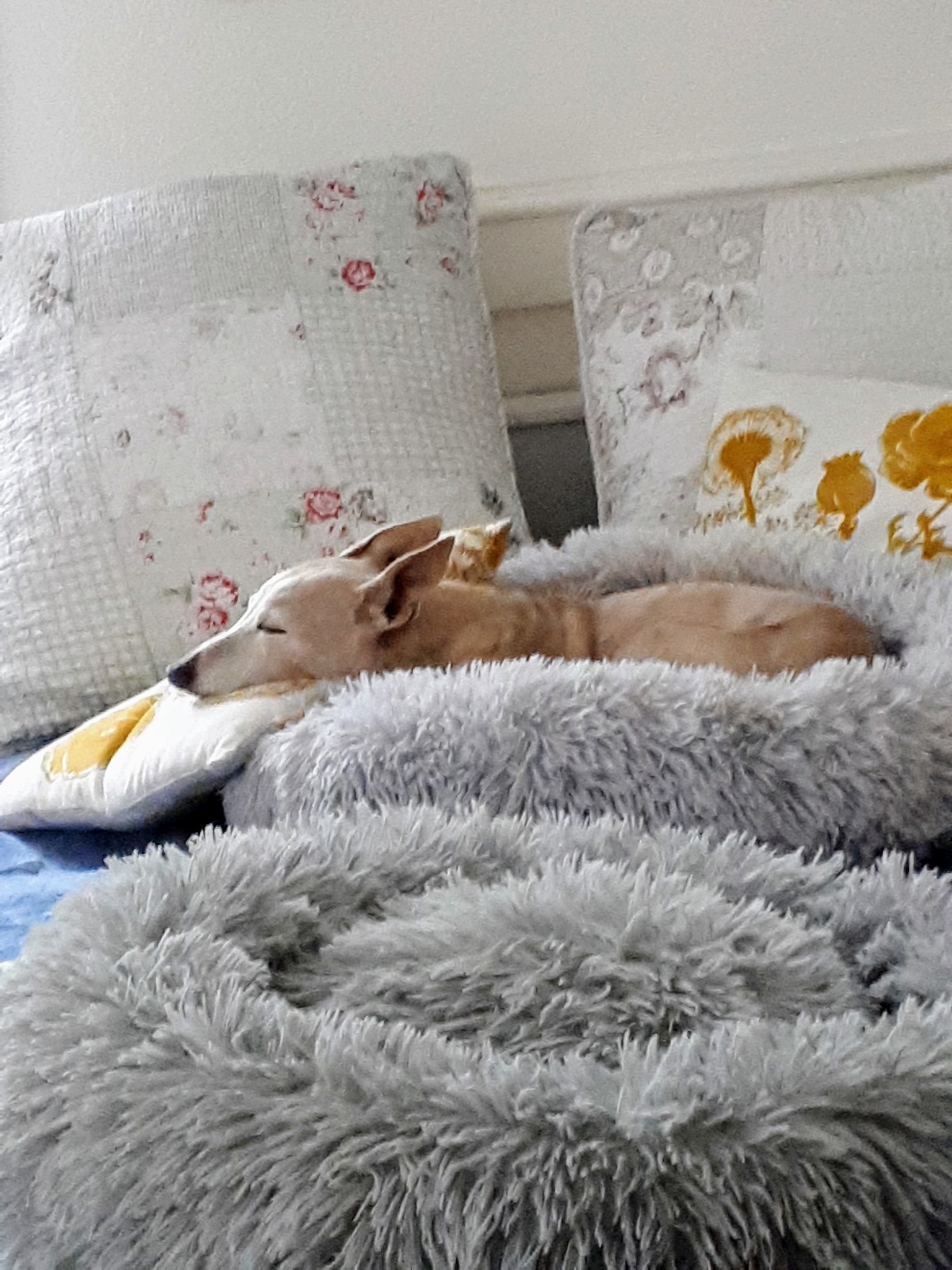 209290445 4314267128612068 8745195730462568266 n