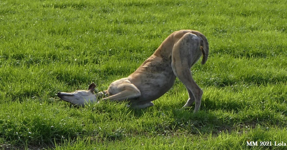 229945301 10215615015527998 8225656427516506803 n