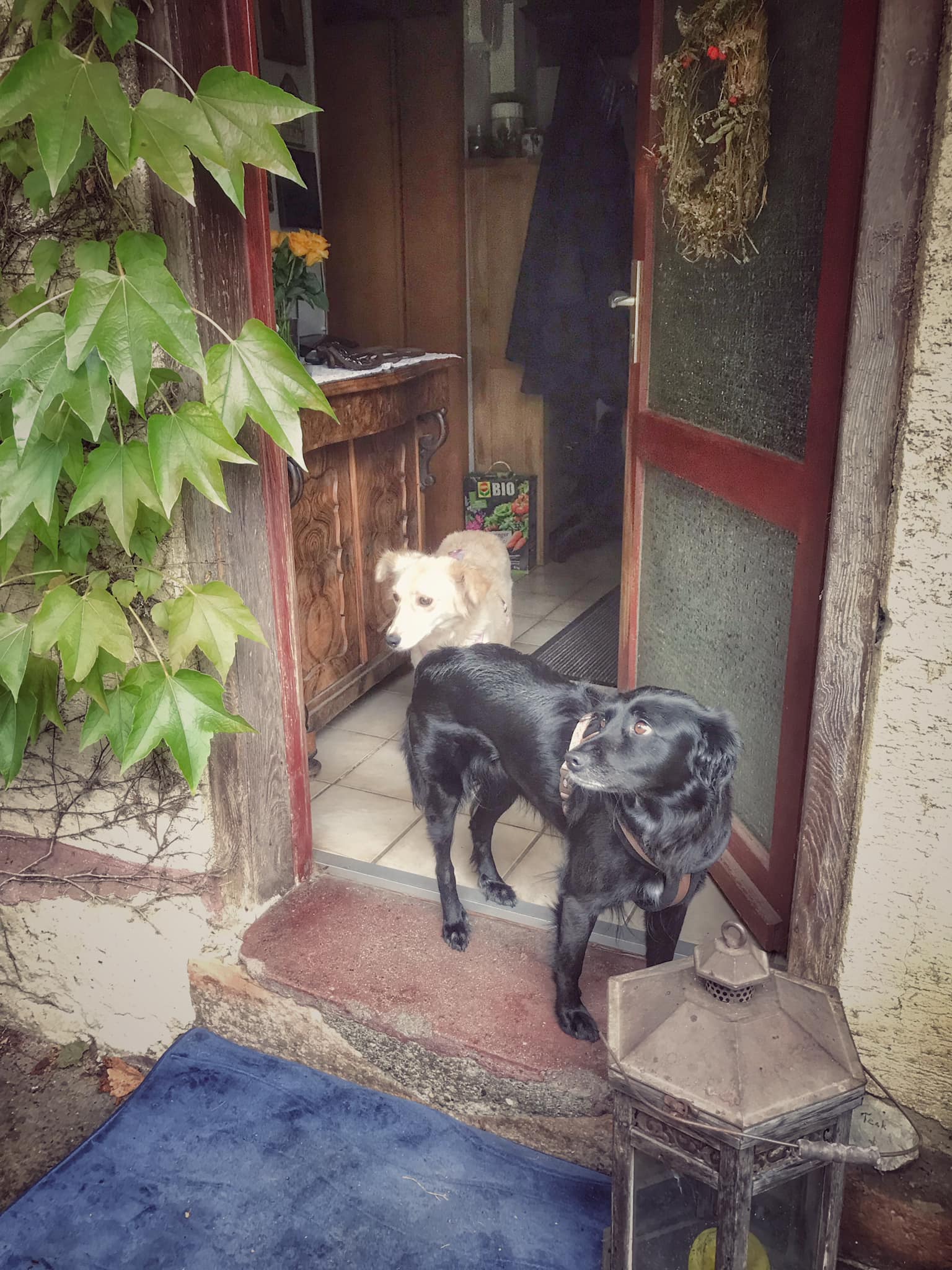 244016686 4950090571670896 1694591760656147151 n