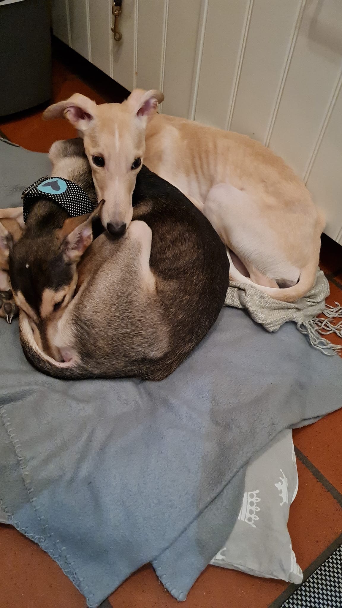 277558726 7274431159295144 4448993588273118001 n