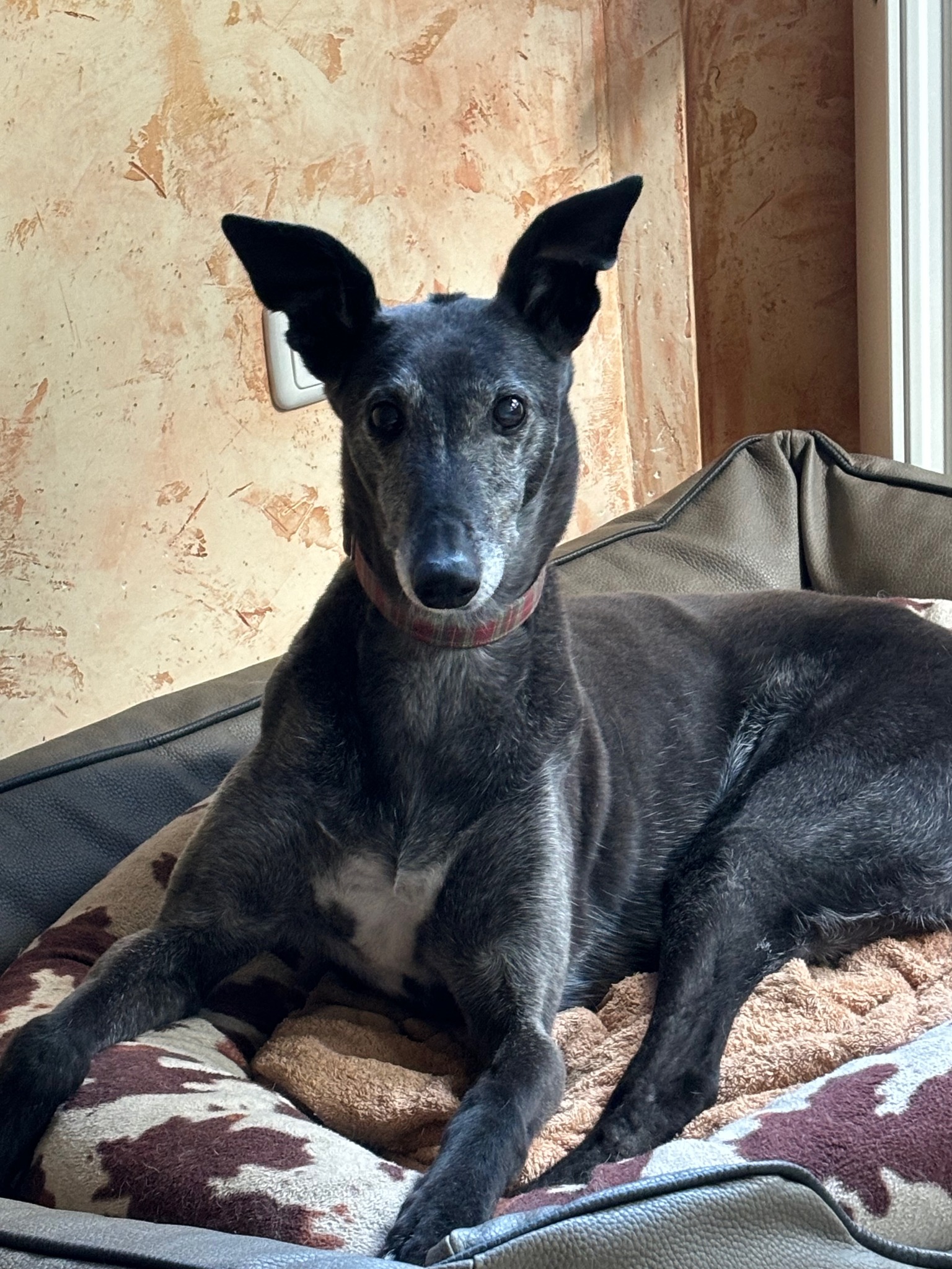 480512954 1081654590666748 3302041942751966564 n