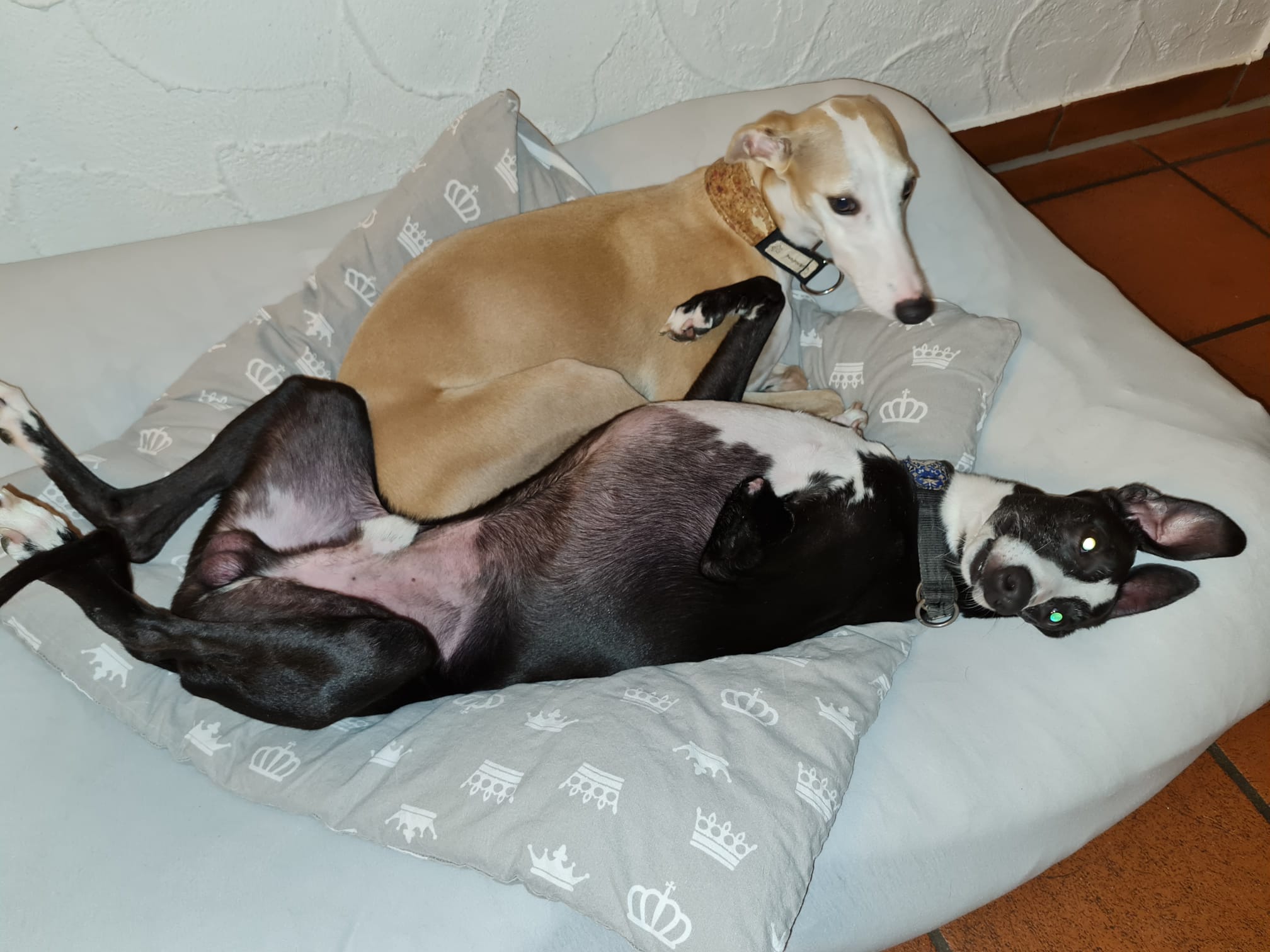 Bibi auf dem Rücken