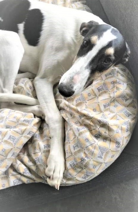 Chart Polski Hündin Ariel 1 2