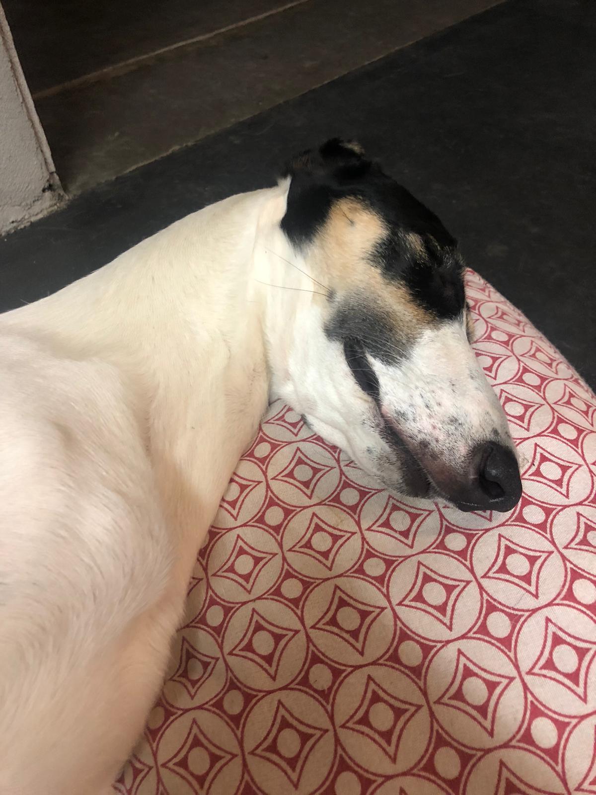 Chart Polski Hündin Ariel 2