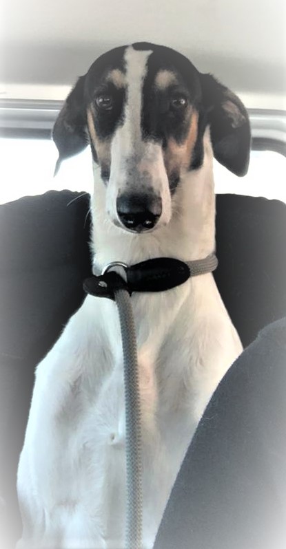 Chart Polski Hündin Ariel 3 2