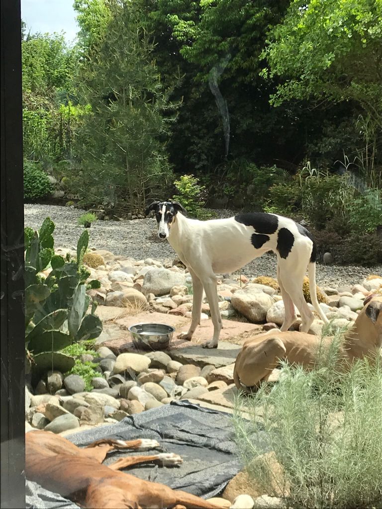 Chart Polski Hündin Ariel 4