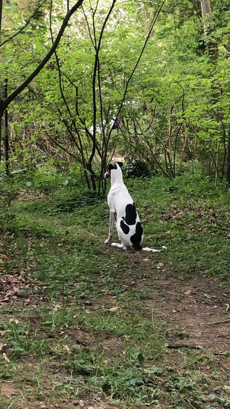 Chart Polski Hündin Ariel 5