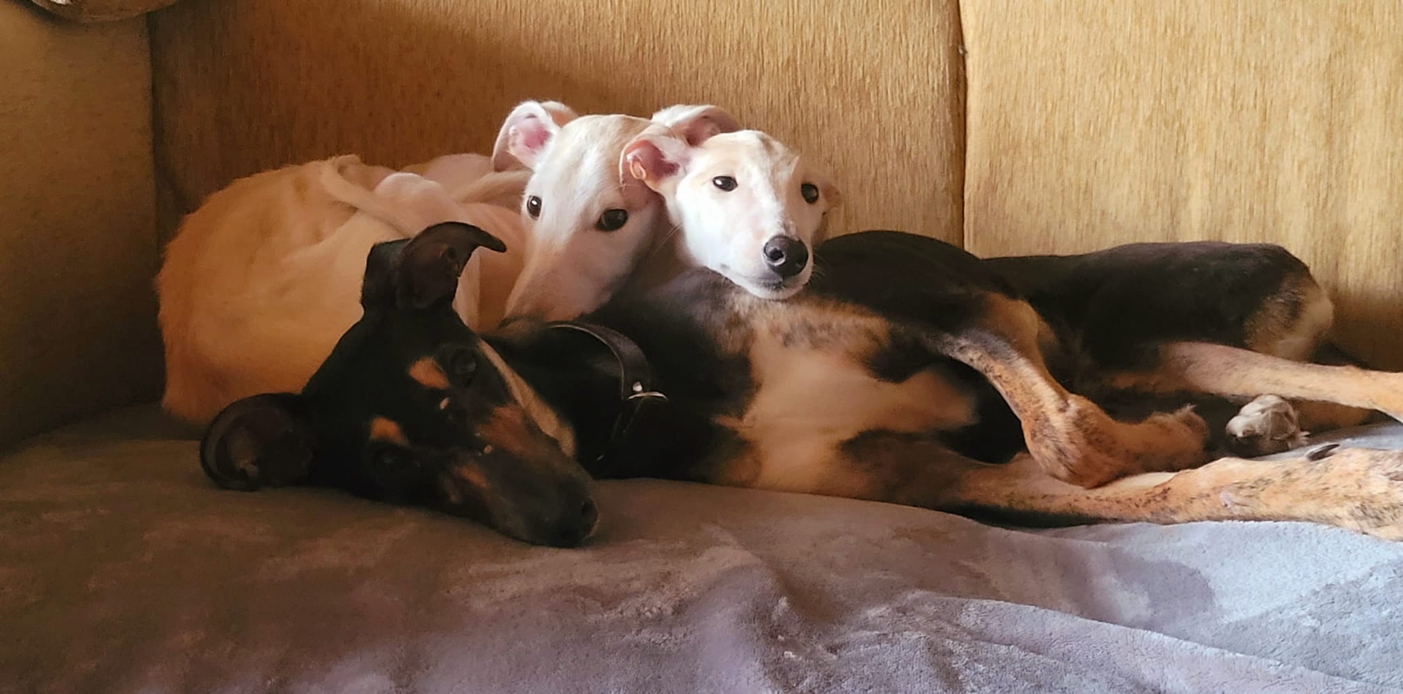 Mini Flauschi und Maja