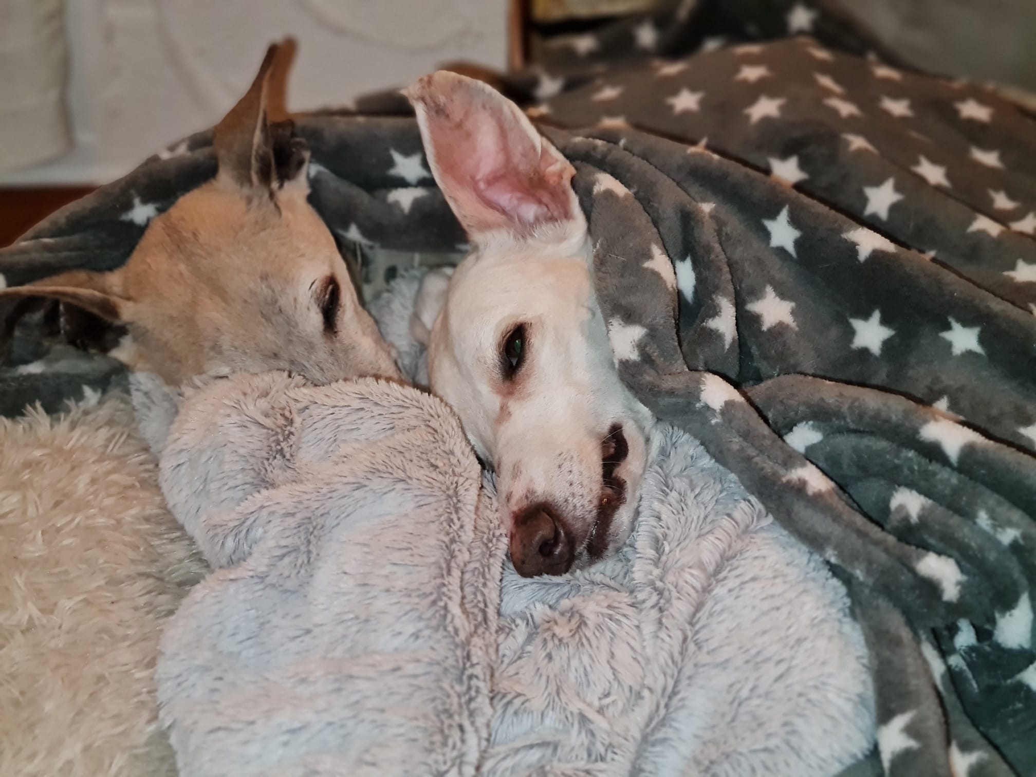 Neo Goldie gestorben