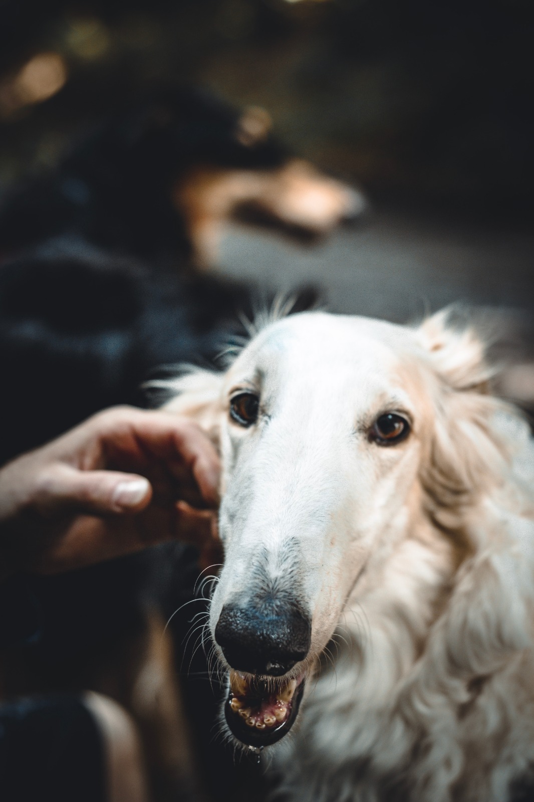 WhatsApp Image 2022 01 01 at 00.39.36 1