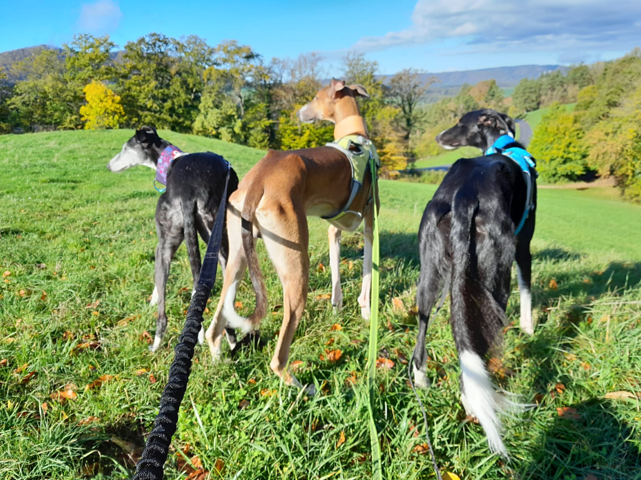 WhatsApp Image 2022 10 22 at 13.04.18