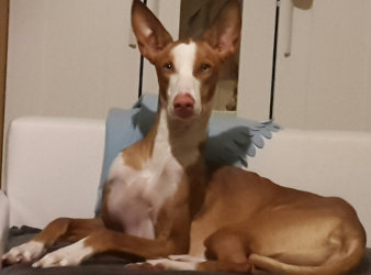 Podenco Ibicenco-Rüde: AARON