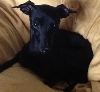 Windspiel-Hündin: Ada