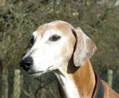 Azawakh-Rüde: V'ADDINAT