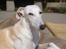 Galgo-Espanol-Hündin: ADRIANA