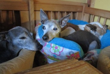 Windspiel-Hündin: OMA AGNES