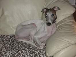 Whippet-Rüde: AKI