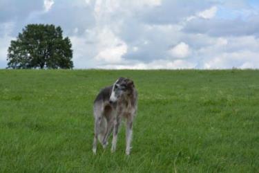 Barsoi-Hündin: ALEXA