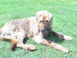 Irish-Wolfhound-Mix-Rüde: ALF