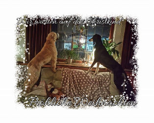 Afghanen-Hündin: ALICE