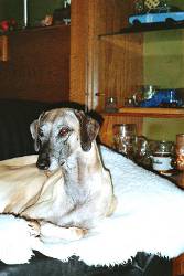 Sloughi-Hündin: ALMAS