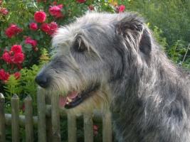 Irish-Wolfhound-Rüde: AMADEUS