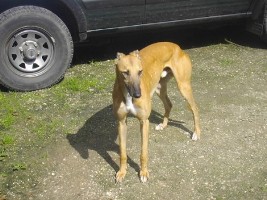 Greyhound-Rüde: AMBI
