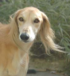 Saluki-Rüde: Andre
