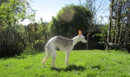 Whippet-Hündin: ANGEL