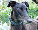 Greyhound-Hündin: ANNIE