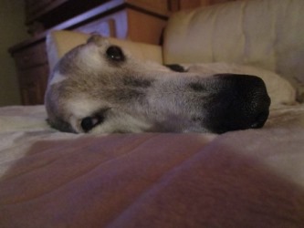 Chart-Polski-Rüde: ANUBIS