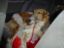 Barsoi-Hündin: ANUSCHKA